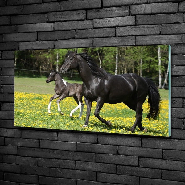 Schilderij op glas Merrie met veulen