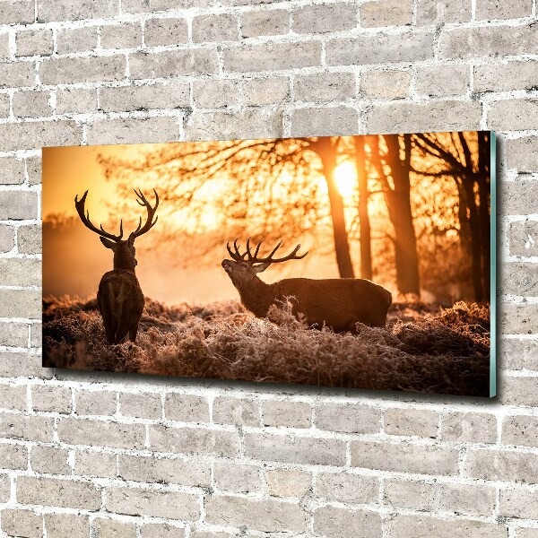 Schilderij op glas Herten zonsopgang