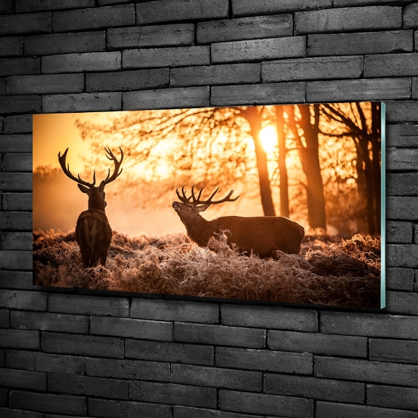 Schilderij op glas Herten zonsopgang