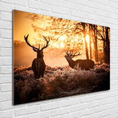 Schilderij op glas Herten zonsopgang