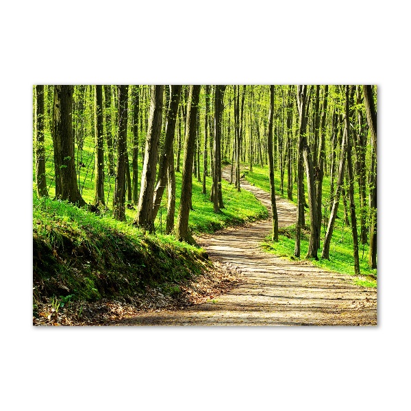 Schilderij op glas Pad in het bos