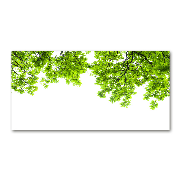 Foto obraz szkło hartowane Liście dębu