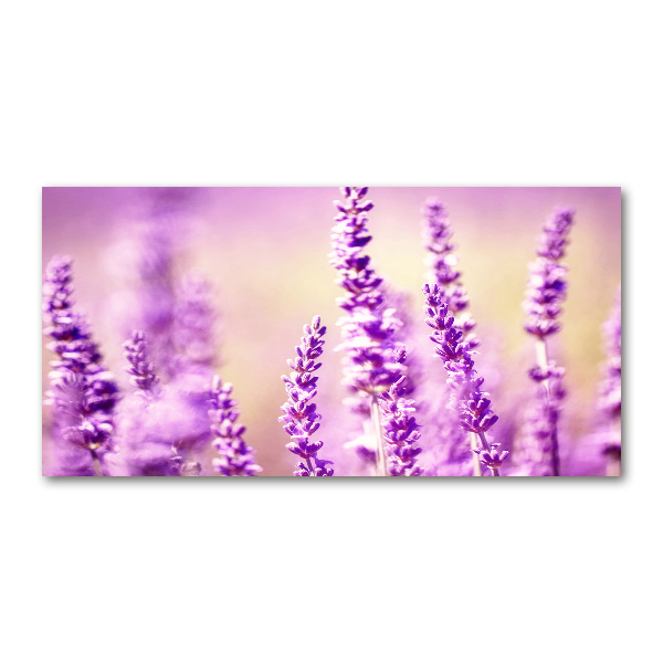Foto schilderij op glas Lavendel