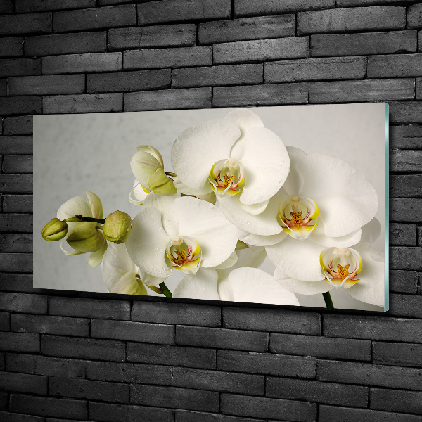 Glazen schilderij Witte orchidee