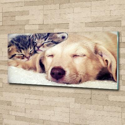 Schilderij glas Puppy's en katten