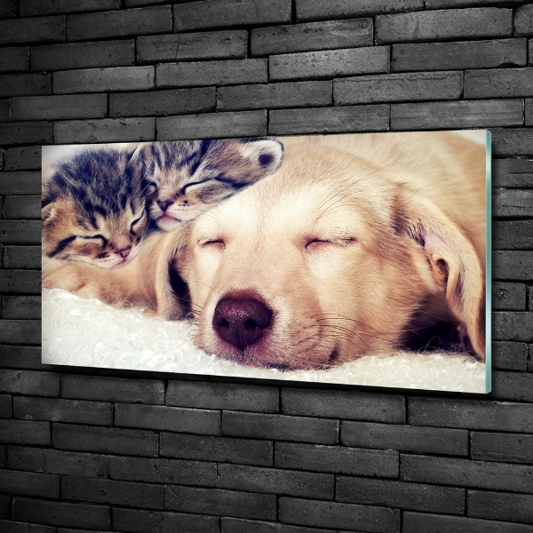 Schilderij glas Puppy's en katten