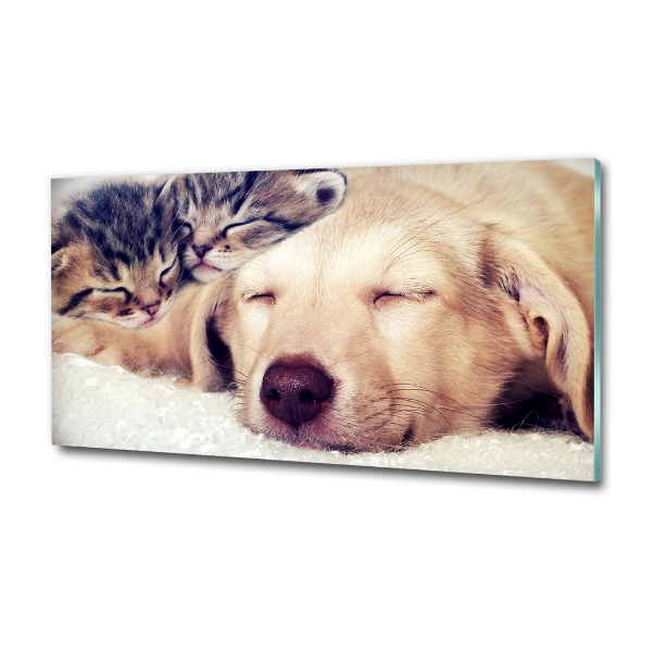 Schilderij glas Puppy's en katten