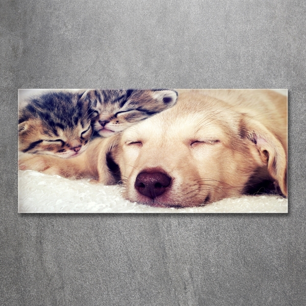 Schilderij glas Puppy's en katten