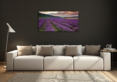 Foto schilderij op glas Lavendelveld