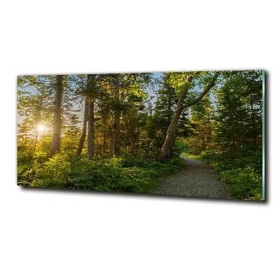 Foto obraz zdjęcie szkło hartowane Las