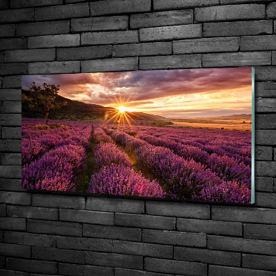 Foto obraz szkło hartowane Pole lawendy