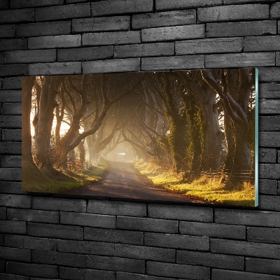 Foto schilderij op glas Mist in het bos