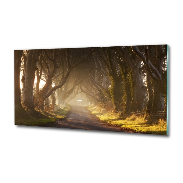 Foto schilderij op glas Mist in het bos