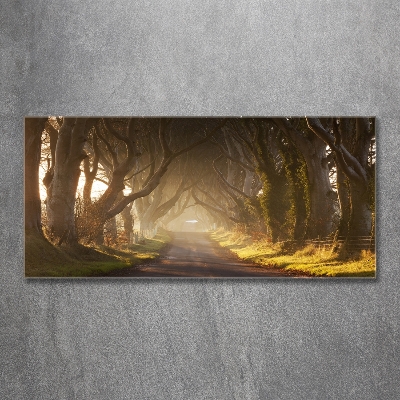 Foto schilderij op glas Mist in het bos