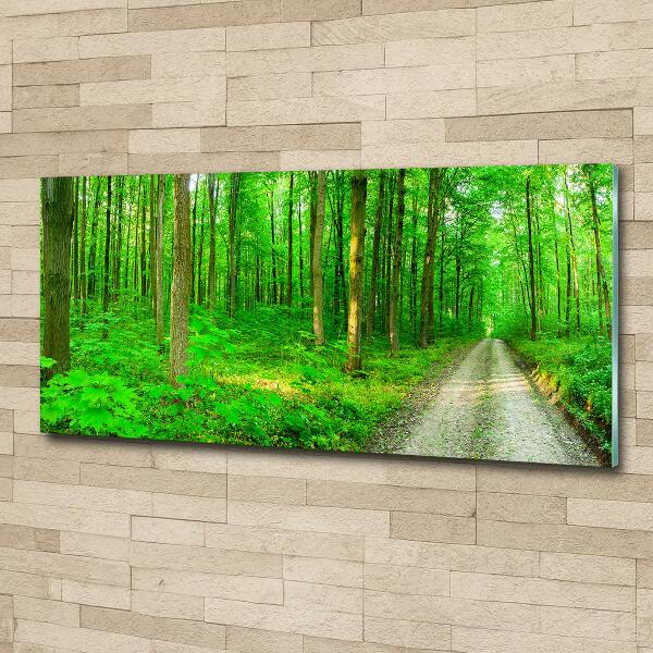 Foto obraz szkło hartowane Drzewa w lesie