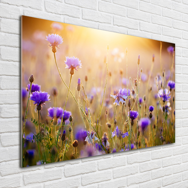 Foto schilderij op glas Wilde bloemen