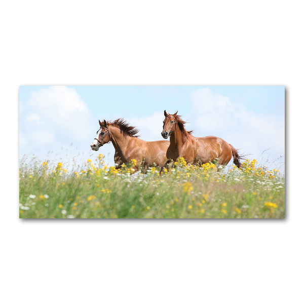 Foto schilderij op glas Twee paarden in galop