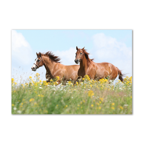 Foto schilderij op glas Twee paarden in galop