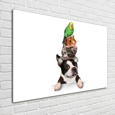 Foto-obraz szkło hartowane Grupa zwierząt