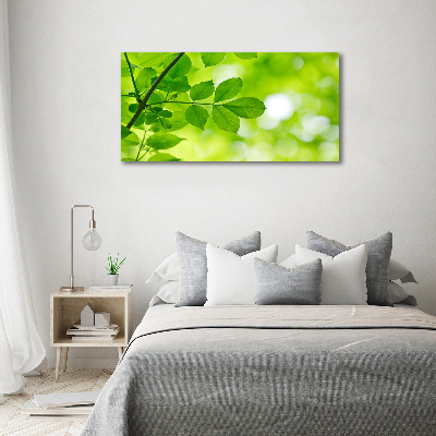 Schilderij glas Groene bladeren