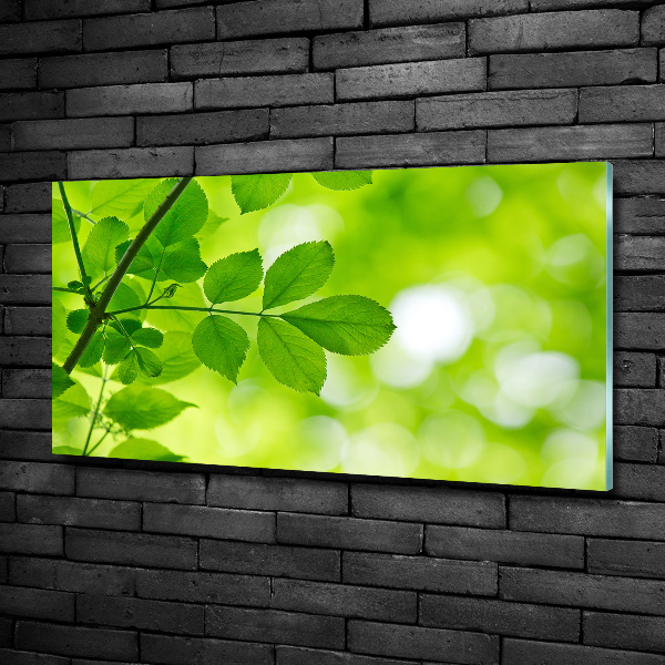Schilderij glas Groene bladeren