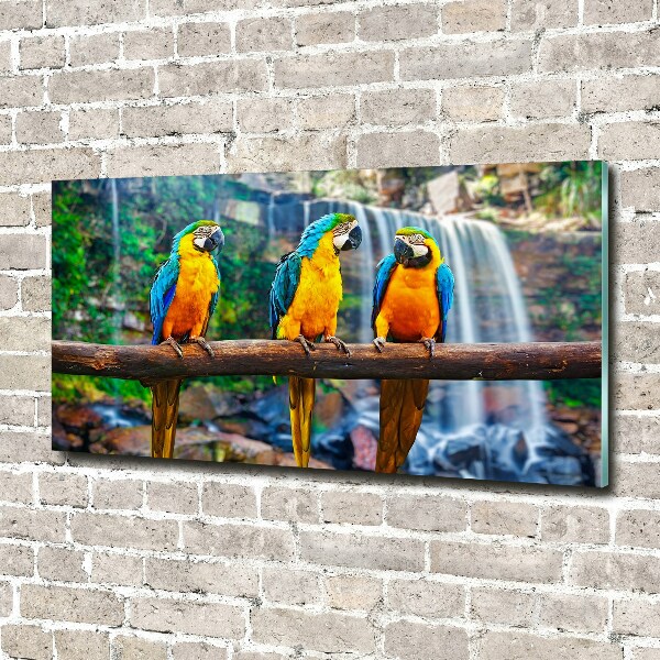 Foto schilderij op glas Papegaaien op een tak