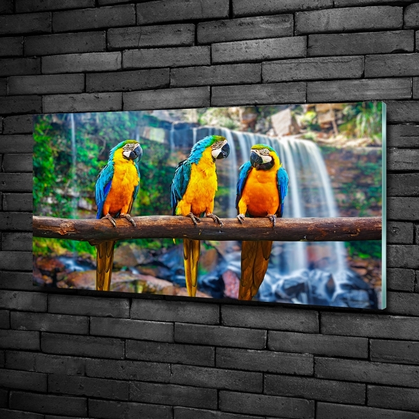 Foto schilderij op glas Papegaaien op een tak