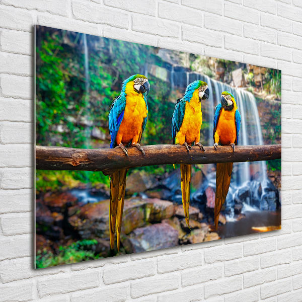 Foto schilderij op glas Papegaaien op een tak