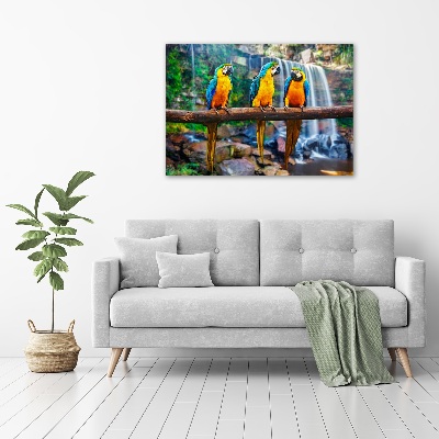 Foto-obraz szklany Papugi na gałęzi