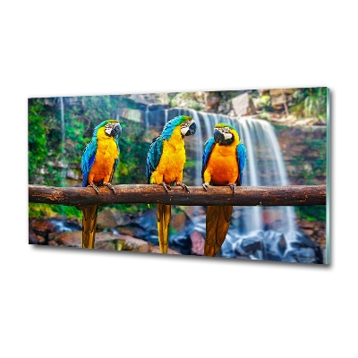 Foto-obraz szklany Papugi na gałęzi