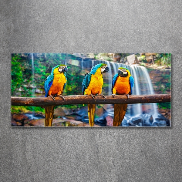 Foto schilderij op glas Papegaaien op een tak