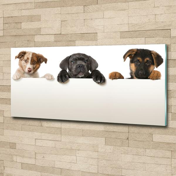 Schilderij glas Drie puppy's
