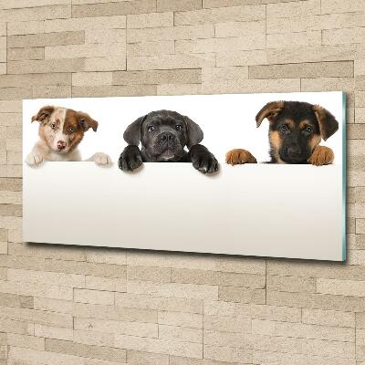 Schilderij glas Drie puppy's