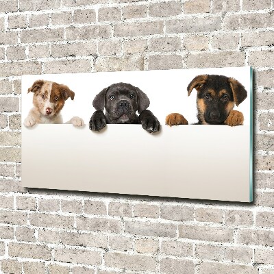 Schilderij glas Drie puppy's