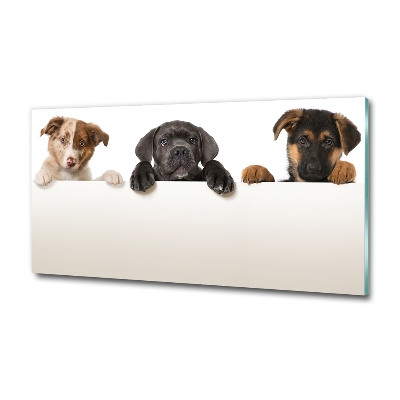 Schilderij glas Drie puppy's