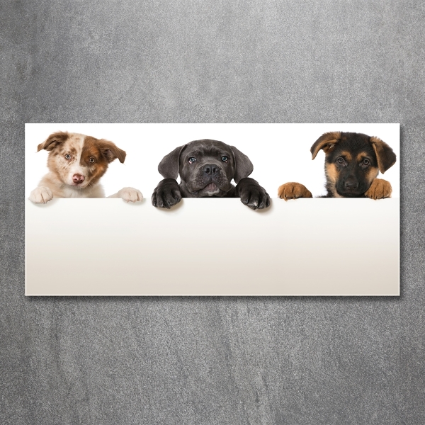 Schilderij glas Drie puppy's