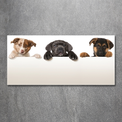 Schilderij glas Drie puppy's