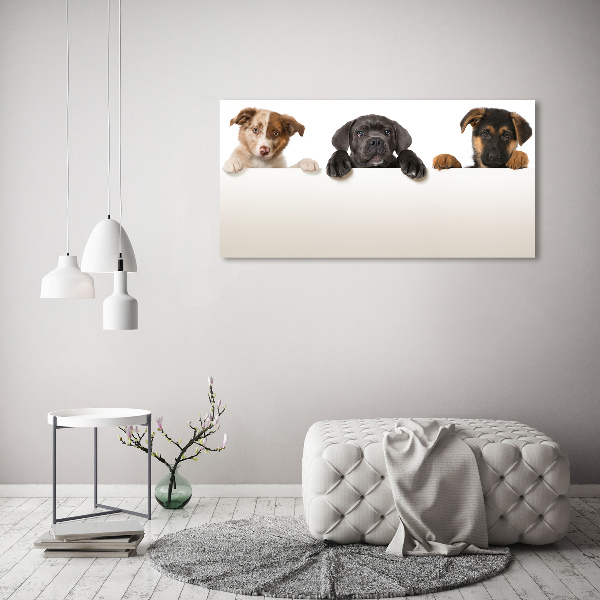 Schilderij glas Drie puppy's