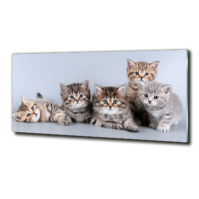 Foto schilderij op glas Vijf katten