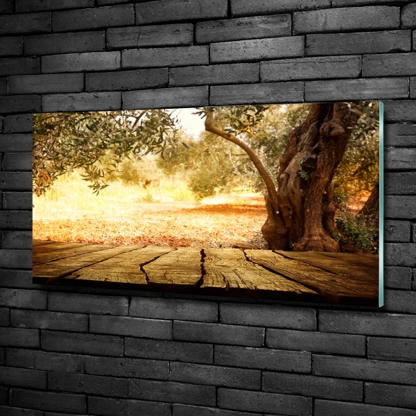 Schilderij op glas Olijfboom