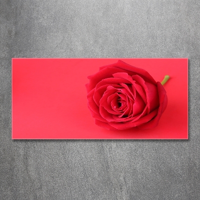 Foto obraz szkło hartowane Czerwona róża