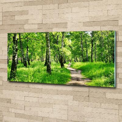 Foto obraz szkło hartowane Brzozowy las