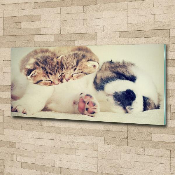 Schilderij glas Twee katten en een hond