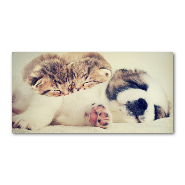 Schilderij glas Twee katten en een hond