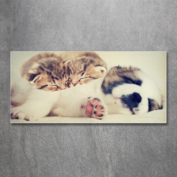 Fotoobraz na ścianę szklany Dwa koty i pies