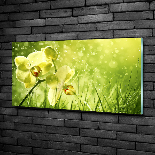 Schilderij glas Orchidee