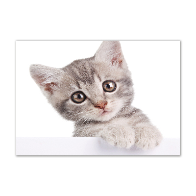 Glazen schilderij Grijze kat