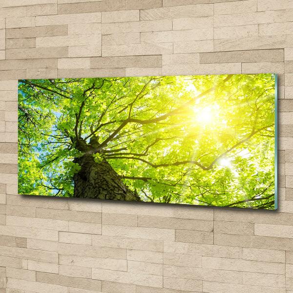 Foto obraz szkło hartowane Kasztan wiosną