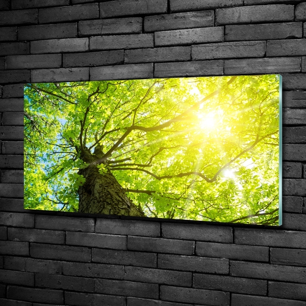 Foto obraz szkło hartowane Kasztan wiosną