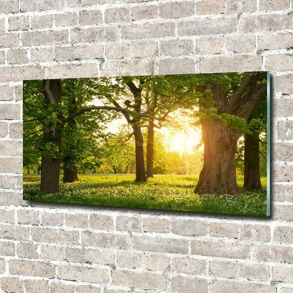 Foto schilderij op glas Bomen in het park